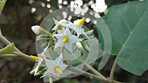 Solanum torvum or eggplant