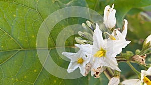 Solanum torvum flower besutiful color