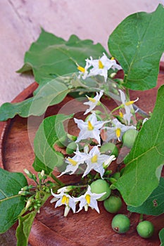 Solanum torvum with flower bunch