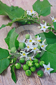 Solanum torvum with flower bunch