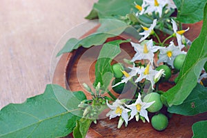 Solanum torvum with flower bunch