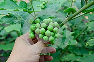 Solanum torvum with hand