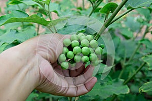 Solanum torvum with hand