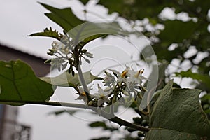 Solanum torvum plant that is blooming in the morning