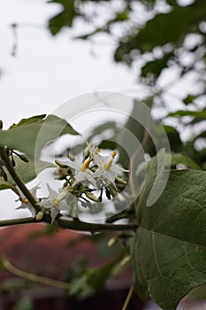 Solanum torvum plant that is blooming in the morning