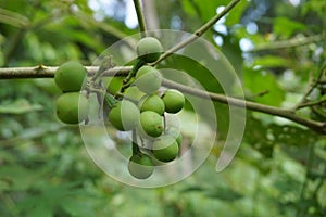 Bayas berenjena, Salvaje berenjena guisantes berenjena guisantes berenjena, o 