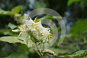 Frutti di bosco melanzana, Selvaggio melanzana piselli melanzana piselli melanzana, O 