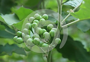 Solanum torvum or turkey burry