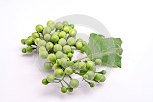 Solanum torvum on a white background