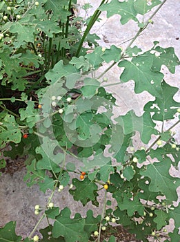 Solanum trilobatum