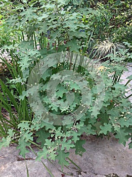 Solanum trilobatum