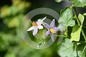 Solanum trilobatum flower in nature garden