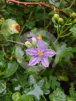 Solanum trilobatum