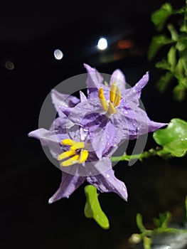 Solanum trilobatum flower, In Tamil thoothuvalai plant, lavender flowers