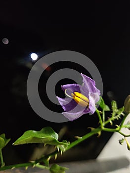 Solanum trilobatum flower, In Tamil thoothuvalai plant, lavender flowers