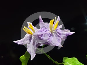 Solanum trilobatum flower, In Tamil thoothuvalai plant, lavender flowers