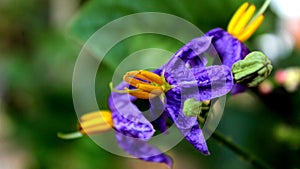 Solanum trilobatum Flowers