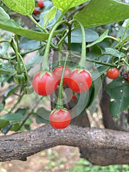 Solanum trilobatum fruit, In Tamil thoothuvalai plant