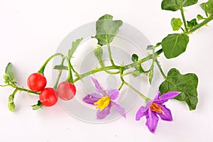 Solanum trilobatum with fruits,