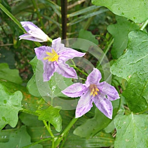 Solanum trilobatum L.