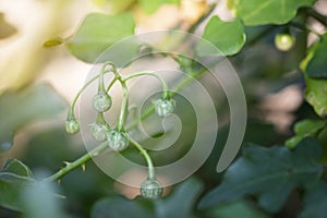 Solanum Trilobatum Linn in organic herb garden