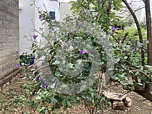 Solanum trilobatum, In Tamil thoothuvalai plant