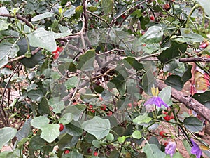 Solanum trilobatum, In Tamil thoothuvalai plant