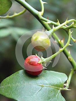 Solanum trilobatum-Thoothuvalai