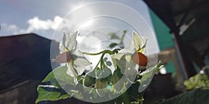 Solanum Tuberosum Blossom