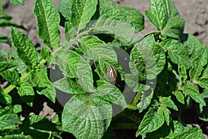 Solanum tuberosum. Colorado beetles, Leptinotarsa decemlineata