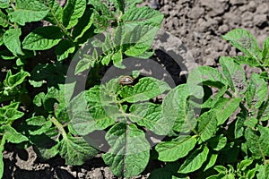 Solanum tuberosum. Colorado beetles, Leptinotarsa decemlineata