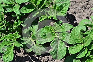 Solanum tuberosum. Colorado beetles, Leptinotarsa decemlineata