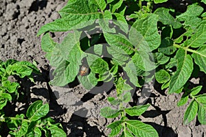 Solanum tuberosum. Colorado beetles, Leptinotarsa decemlineata