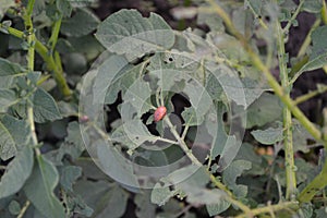 Solanum tuberosum. Colorado beetles, Leptinotarsa decemlineata