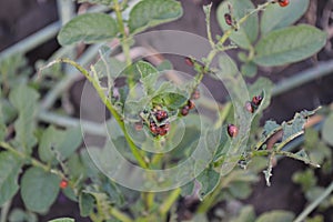 Solanum tuberosum. Colorado beetles, Leptinotarsa decemlineata