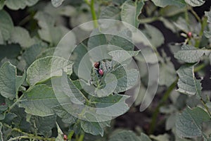 Solanum tuberosum. Colorado beetles, Leptinotarsa decemlineata