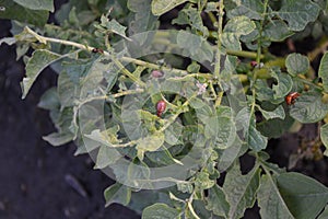 Solanum tuberosum. Colorado beetles, Leptinotarsa decemlineata