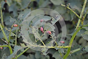 Solanum tuberosum. Colorado beetles, Leptinotarsa decemlineata