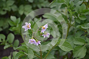 Solanum tuberosum. Colorado beetles, Leptinotarsa decemlineata