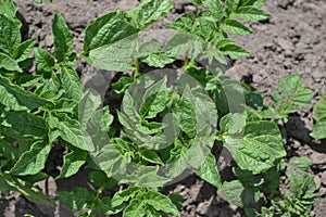 Solanum tuberosum. Colorado beetles, Leptinotarsa decemlineata