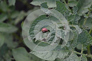 Solanum tuberosum. Colorado beetles, Leptinotarsa decemlineata