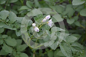 Solanum tuberosum. Colorado beetles, Leptinotarsa decemlineata