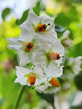 Solanum tuberosum flowers