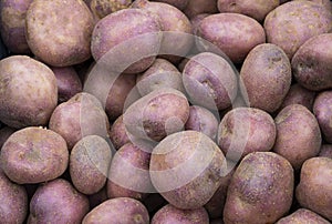 Solanum tuberosum - fresh potatoes