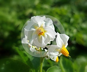 Solanum tuberosum (potato)