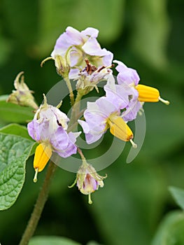 Solanum tuberosum potato plant flower