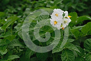 Solanum tuberosum - potatoes flowers
