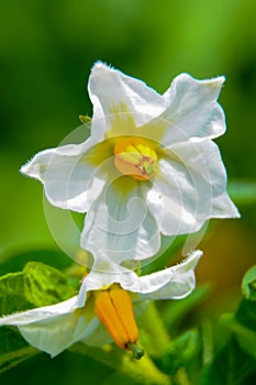 (Solanum tuberosum), a white potato flower with yellow stamens