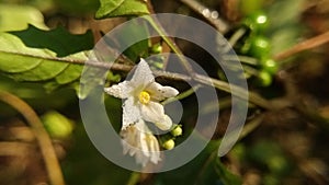 Solanum villosum Mill  flower macro photography