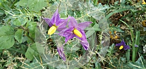 Solanum virginianum Thorn leaf and purple color muddle yellow flower.